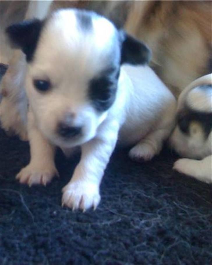 Chanel, hendes søskende, mor og ankomsten her hjem :) billede 6