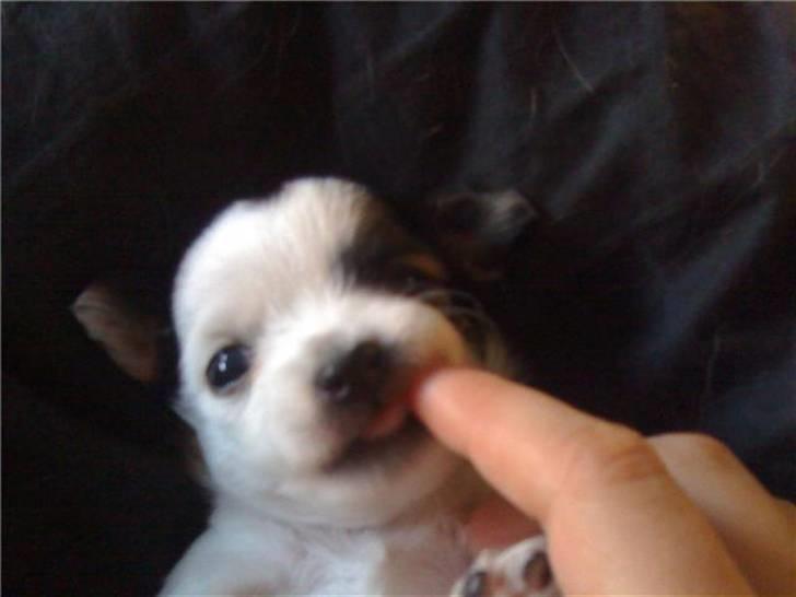 Chanel, hendes søskende, mor og ankomsten her hjem :) billede 7