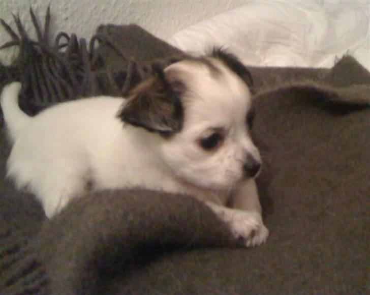 Chanel, hendes søskende, mor og ankomsten her hjem :) - Der var ingen tvivl. Vi var smask forelskede i Chanel med det samme. :) billede 8