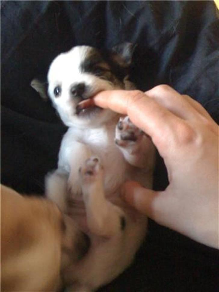 Chanel, hendes søskende, mor og ankomsten her hjem :) billede 9