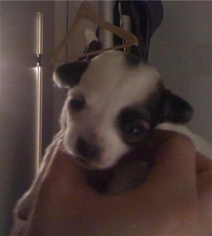 Chanel, hendes søskende, mor og ankomsten her hjem :) billede 10