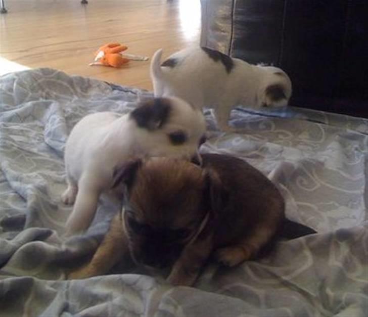 Chanel, hendes søskende, mor og ankomsten her hjem :) - Uh, hvor de boltrer sig :) billede 11