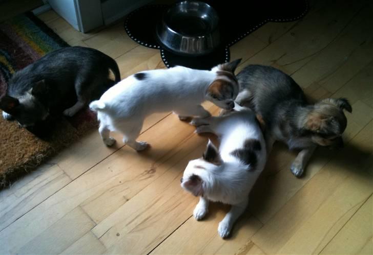 Chanel, hendes søskende, mor og ankomsten her hjem :) billede 12