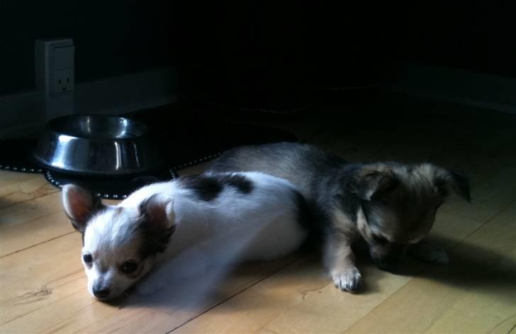 Chanel, hendes søskende, mor og ankomsten her hjem :) billede 13