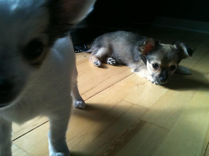 Chanel, hendes søskende, mor og ankomsten her hjem :) billede 14