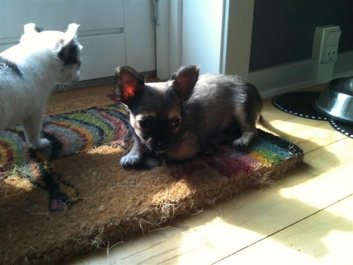 Chanel, hendes søskende, mor og ankomsten her hjem :) billede 15