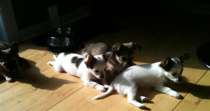 Chanel, hendes søskende, mor og ankomsten her hjem :) - Chanel og hendes søskende slapper af i samlet flok. billede 16