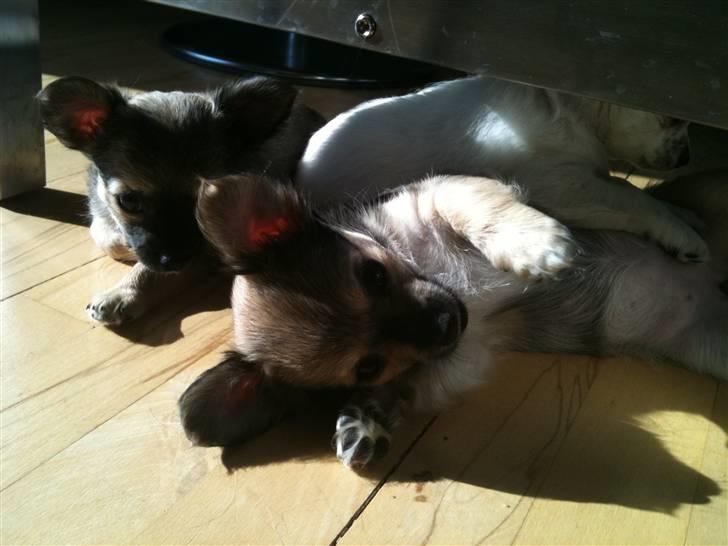 Chanel, hendes søskende, mor og ankomsten her hjem :) billede 17