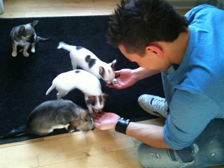 Chanel, hendes søskende, mor og ankomsten her hjem :) - Mike siger hej til de små gavtyve. billede 18