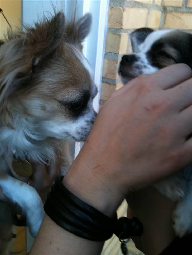 Chanel, hendes søskende, mor og ankomsten her hjem :) - Et sidste farvel mellem Chanel og hendes mor - et rørende øjeblik. billede 19