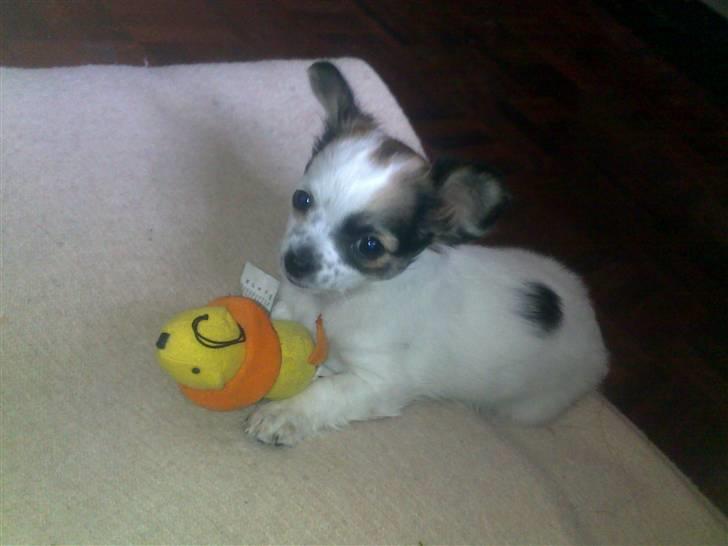 Chanel, hendes søskende, mor og ankomsten her hjem :) - Chanel og hendes ynglingsbamse :) billede 20