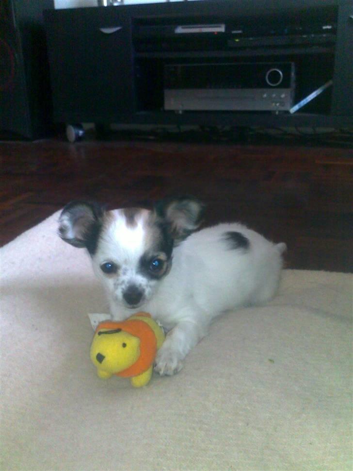 Chanel, hendes søskende, mor og ankomsten her hjem :) billede 21