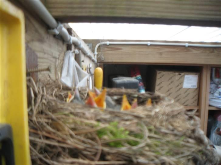 Diverse fjollerier - billede 21