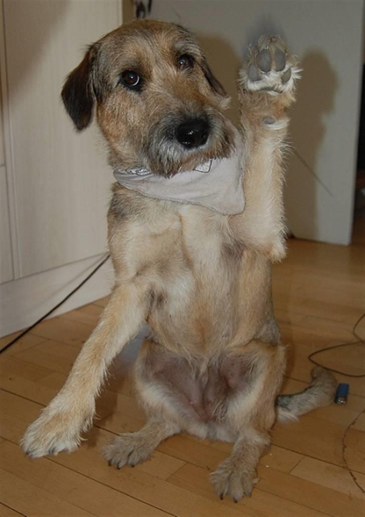 Min fantastiske hund Futte <3 - Dobbelt vink. :I billede 1