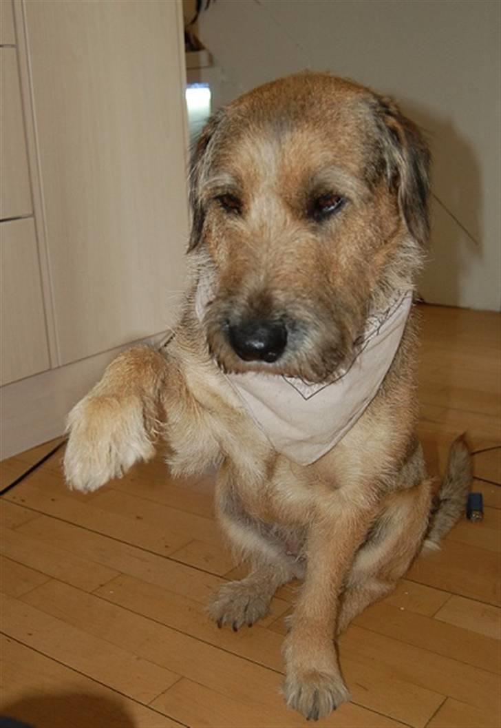 Min fantastiske hund Futte <3 - Løse håndled hehe ;D billede 2