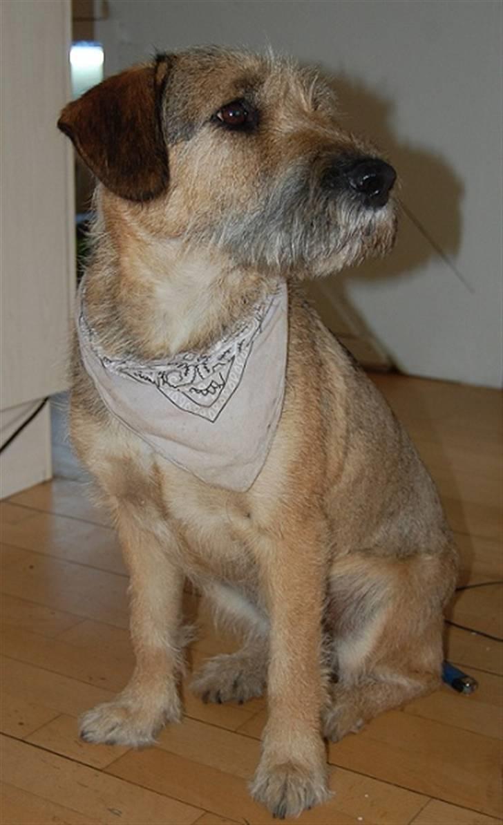 Min fantastiske hund Futte <3 - Sååå fin i profil <3 billede 3