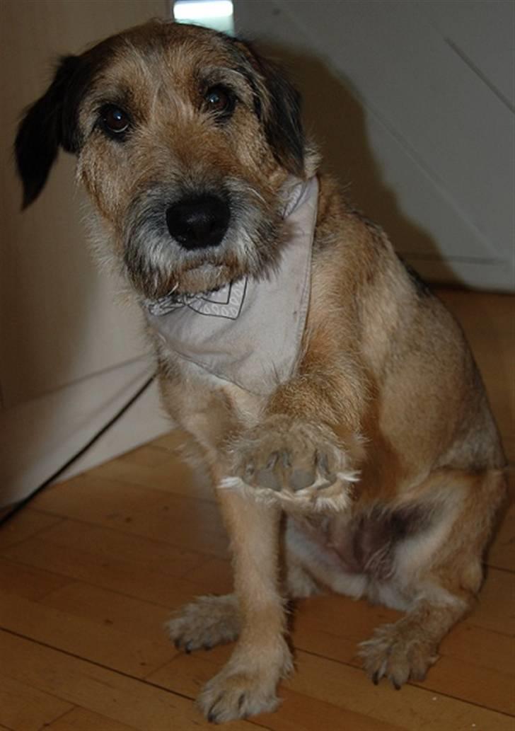 Min fantastiske hund Futte <3 - Vinke vinke billede 4