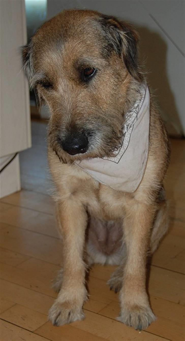 Min fantastiske hund Futte <3 - Hvad er det mor? billede 5