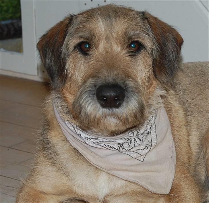 Min fantastiske hund Futte <3 - Dejligeste ansigt i verden <3 billede 6