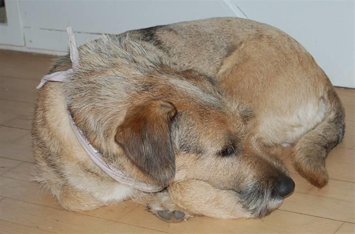 Min fantastiske hund Futte <3 - Putte Futte <3 billede 7