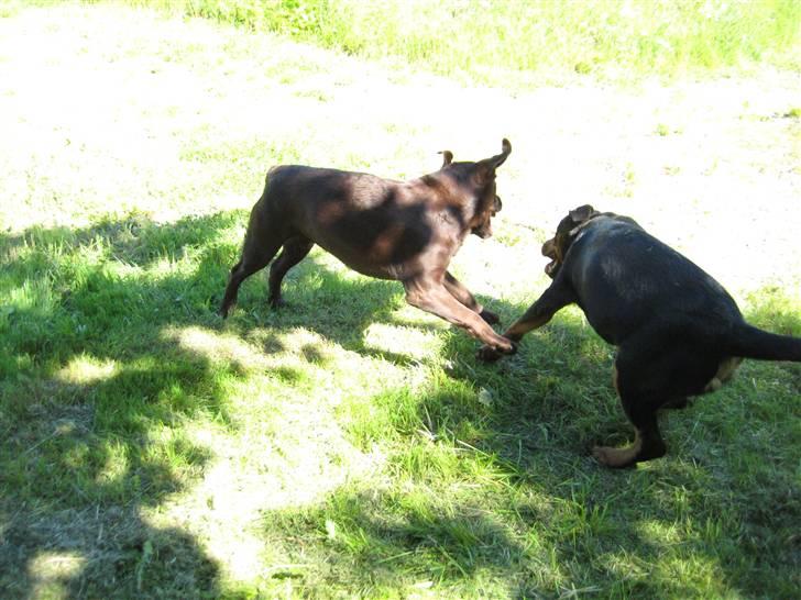 Sære grimasser (grimme hunde) billede 32