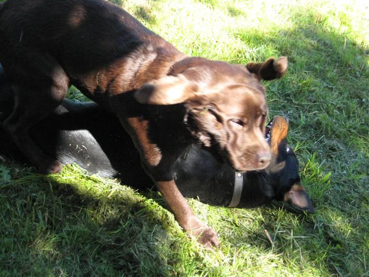 Sære grimasser (grimme hunde) billede 36