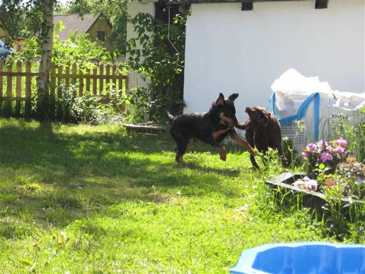 Sære grimasser (grimme hunde) billede 41