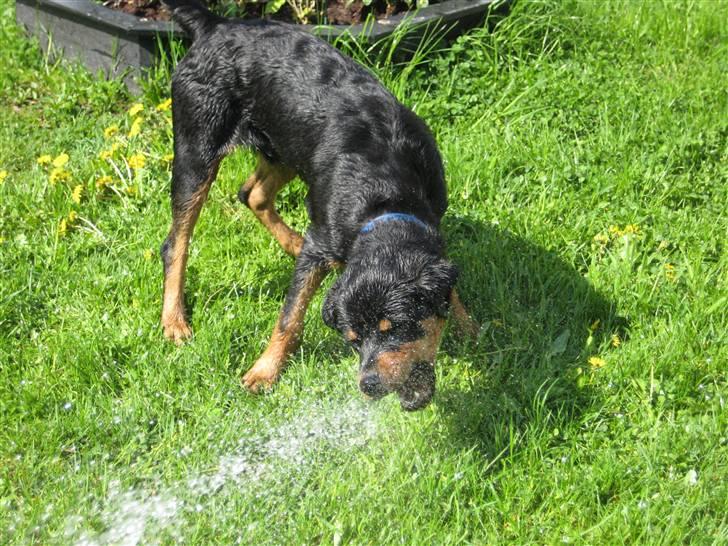 Sære grimasser (grimme hunde) billede 57