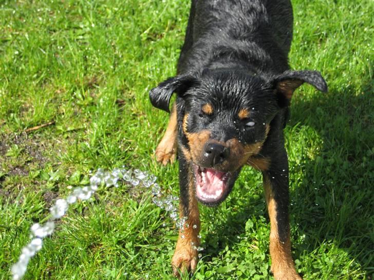 Sære grimasser (grimme hunde) billede 58