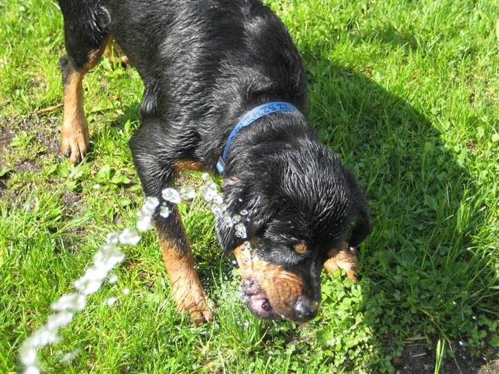 Sære grimasser (grimme hunde) billede 59