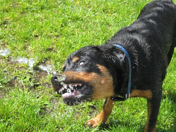 Sære grimasser (grimme hunde) billede 60