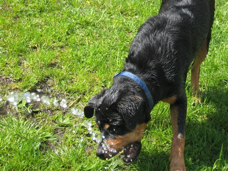 Sære grimasser (grimme hunde) billede 61