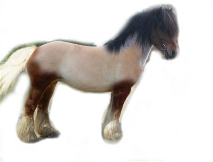 Manipulerede billeder xD - En IsFjoJy xD Islænder - Fjordhest - Jydsk hest ;) En request fra en veninde xD billede 3