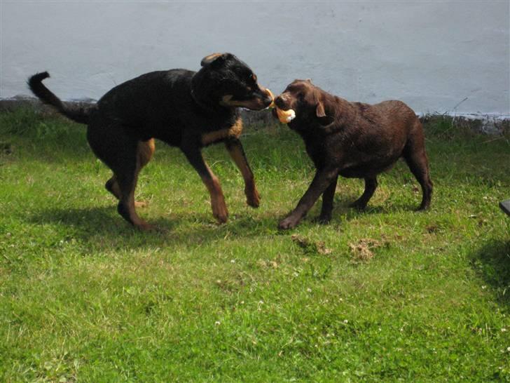 Sære grimasser (grimme hunde) billede 68