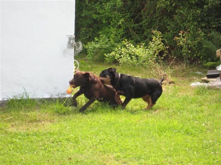 Sære grimasser (grimme hunde) billede 71