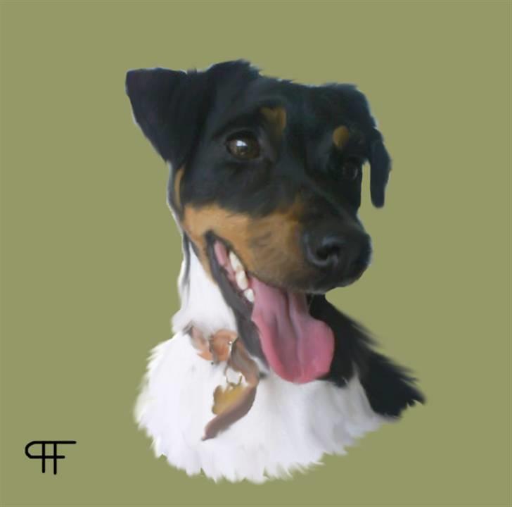 Tegninger af andres hunde - Dansk svensk Gårdhund Felix 
 billede 303