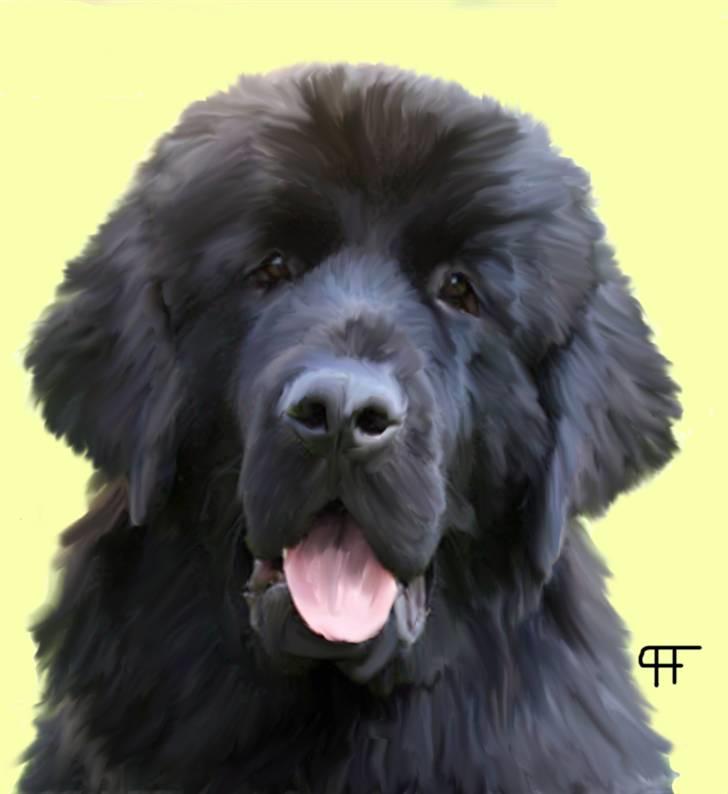 Tegninger af andres hunde - Newfoundlænder Frida. billede 304