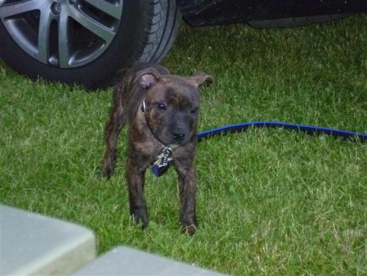 {{currentPhoto.altText}} billede {{currentPhoto.number}}