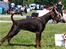World dog show