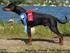 Lidt billeder fra Dobermann Grandprix & World Dog Show
