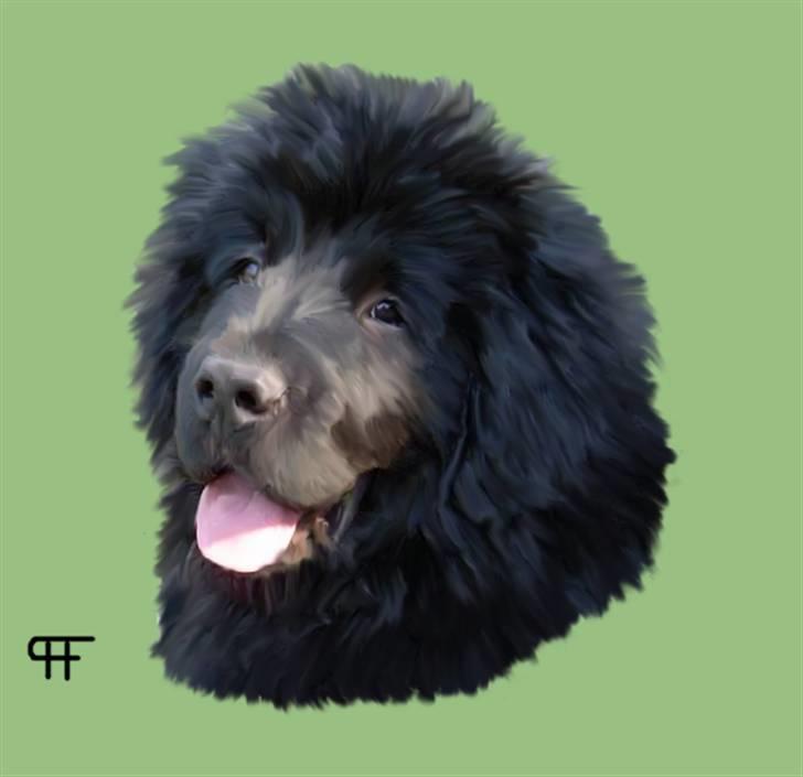 Tegninger af andres hunde - Newfoundlænder Coco. billede 305
