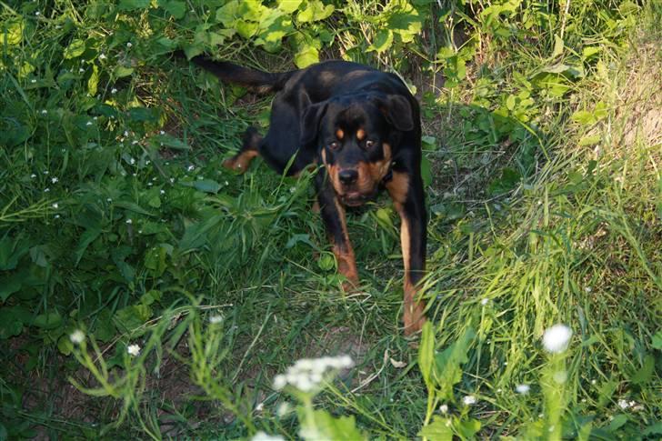 Sære grimasser (grimme hunde) billede 101