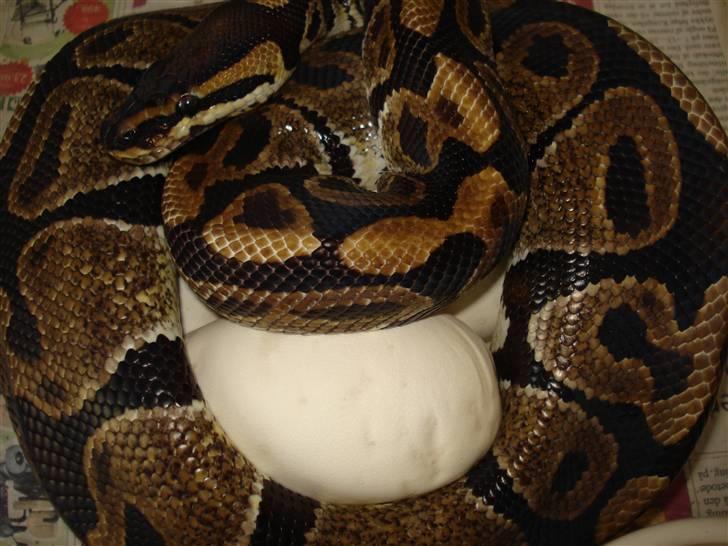 Slangeopdræt 2010 - 24/6 - Kongepython æg. billede 11