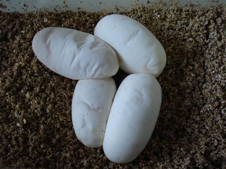 Slangeopdræt 2010 - 24/6 - Kongepython æg. billede 12