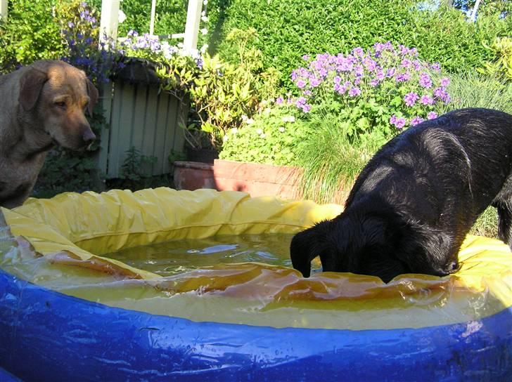 Samson leger i sit bade basin  billede 1