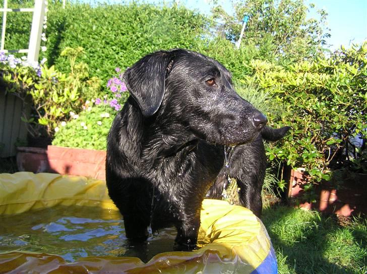 Samson leger i sit bade basin  billede 2