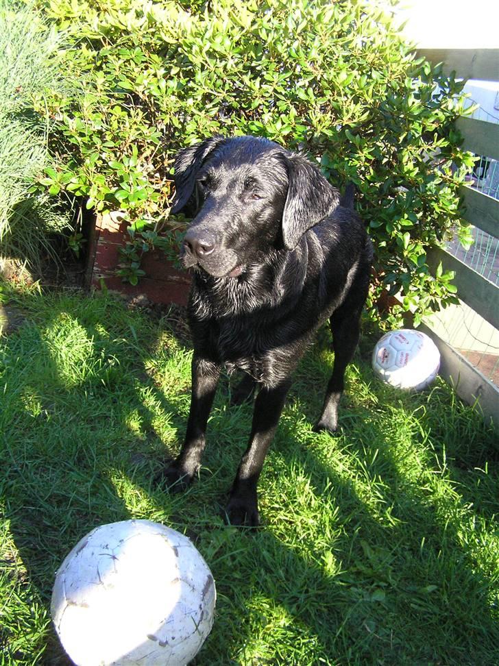 Samson leger i sit bade basin  billede 3