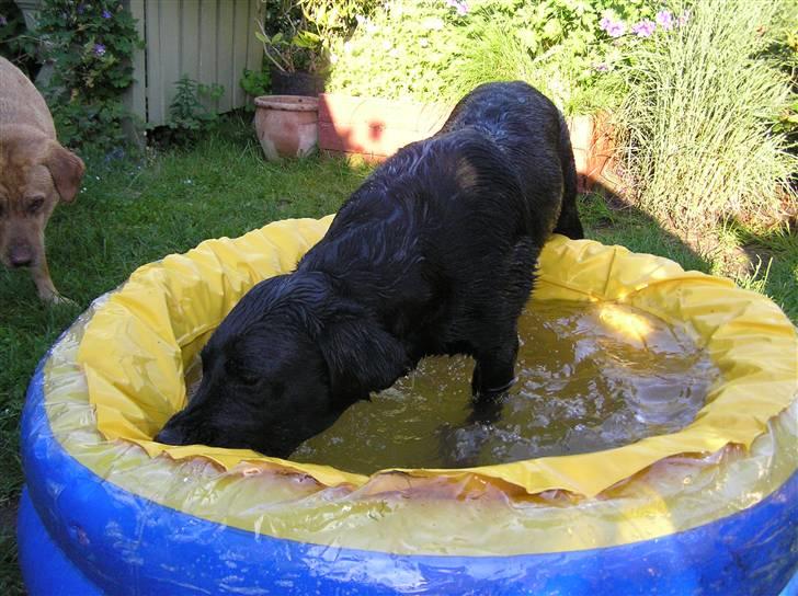 Samson leger i sit bade basin  billede 4