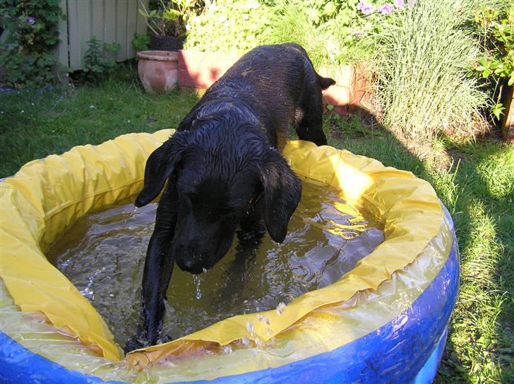 Samson leger i sit bade basin  billede 5