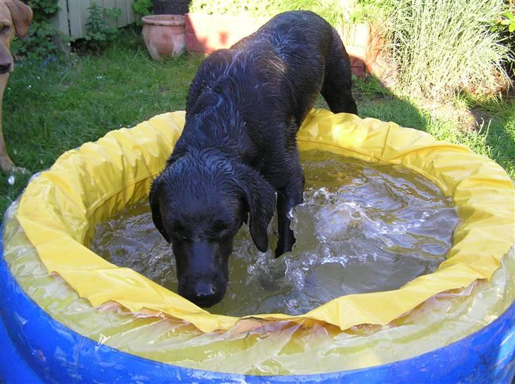 Samson leger i sit bade basin  billede 6